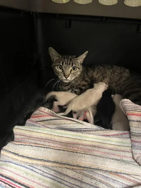Adoptable Cat