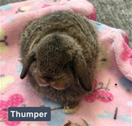 Thumper
