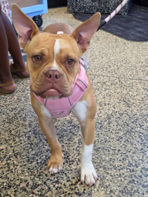 Adoptable Dog