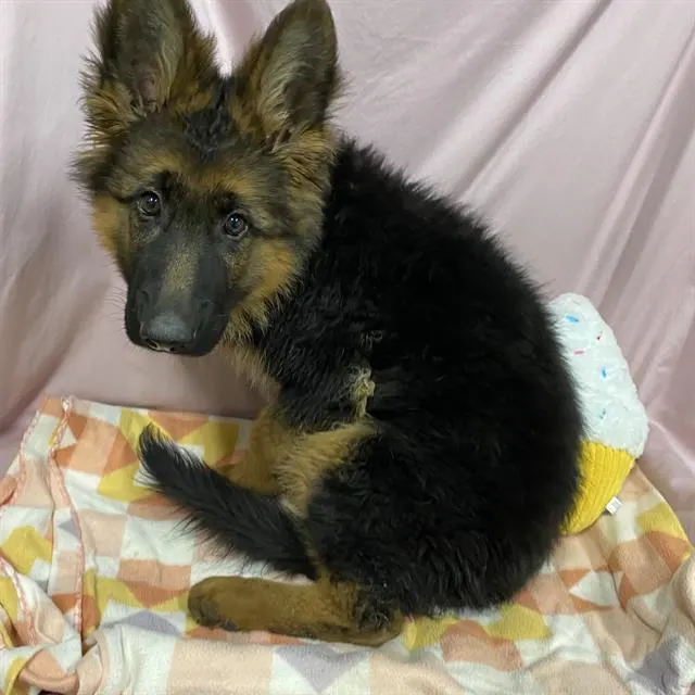 Adoptable Dog