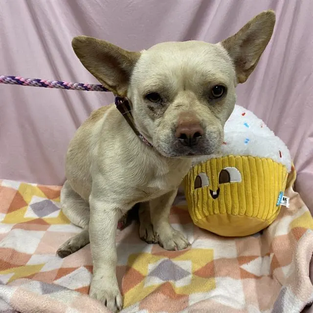 Adoptable Dog