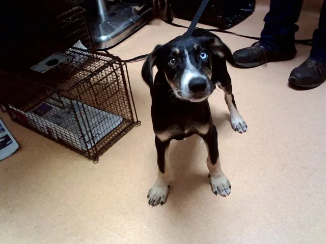 Adoptable Dog