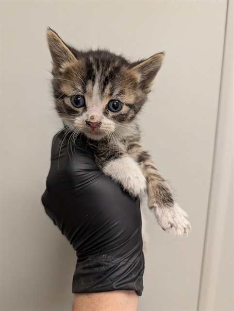 Oak - In Foster
