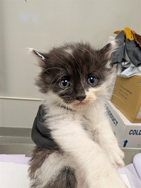 Nugget - In Foster