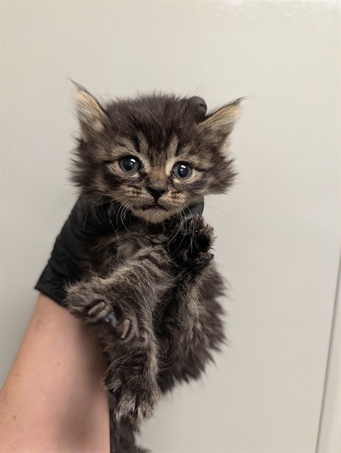 Mochi - In Foster