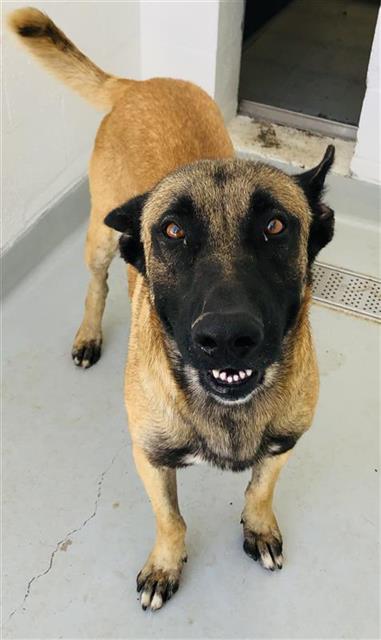 Adoptable Dog