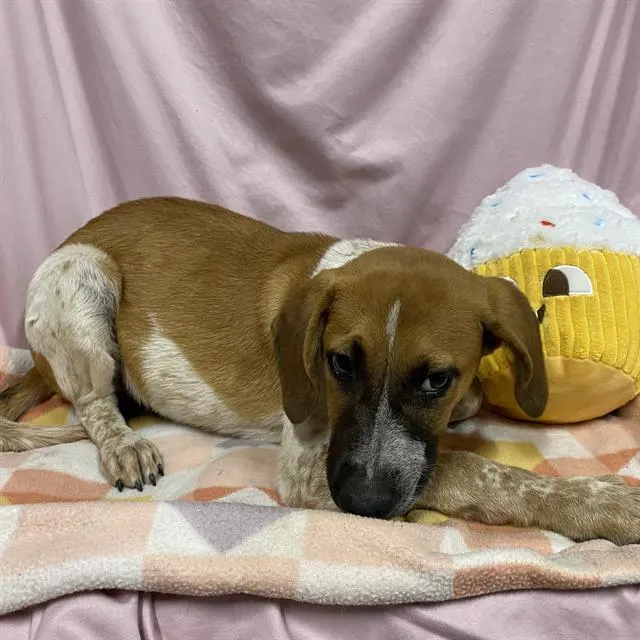 Adoptable Dog