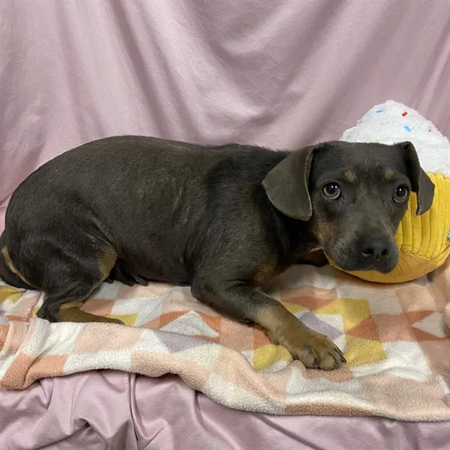 Adoptable Dog