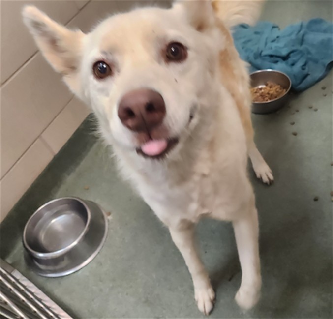 Adoptable Dog