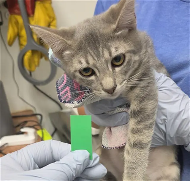 Adoptable Cat