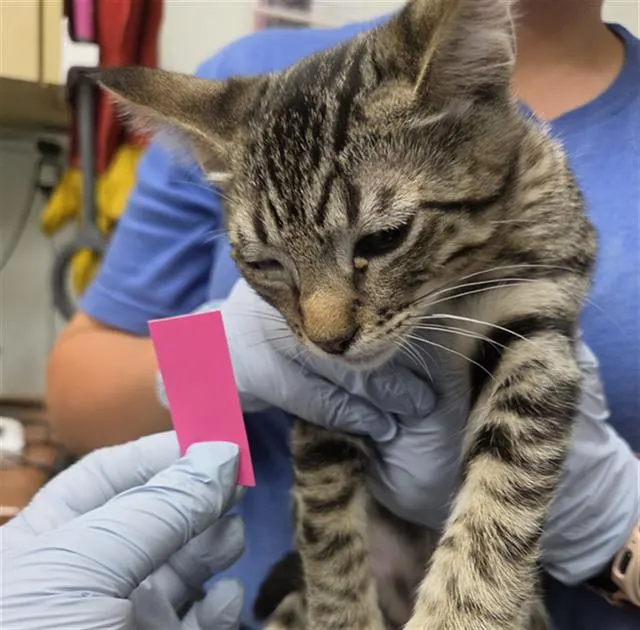 Adoptable Cat