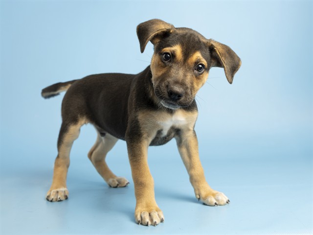 Muttley
