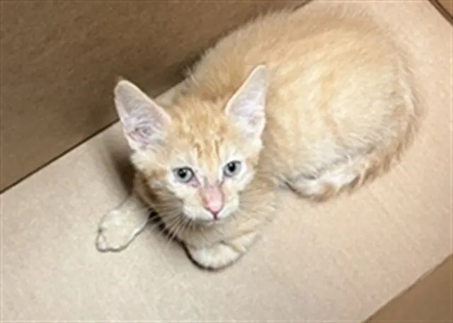 Adoptable Cat