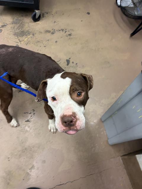 Adoptable Dog