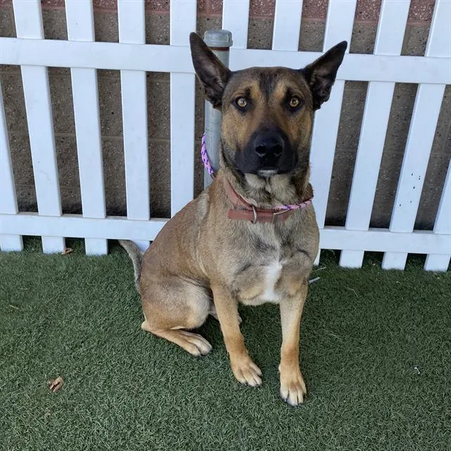 Adoptable Dog
