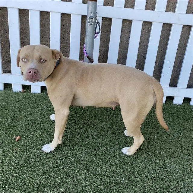 Adoptable Dog