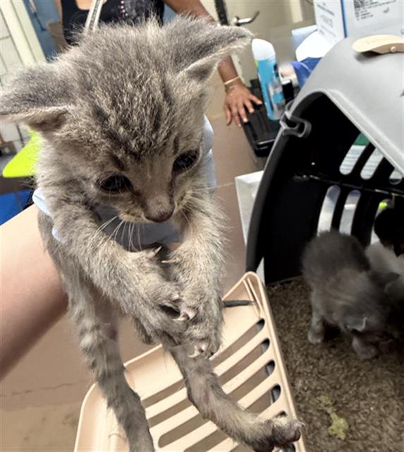 Adoptable Cat