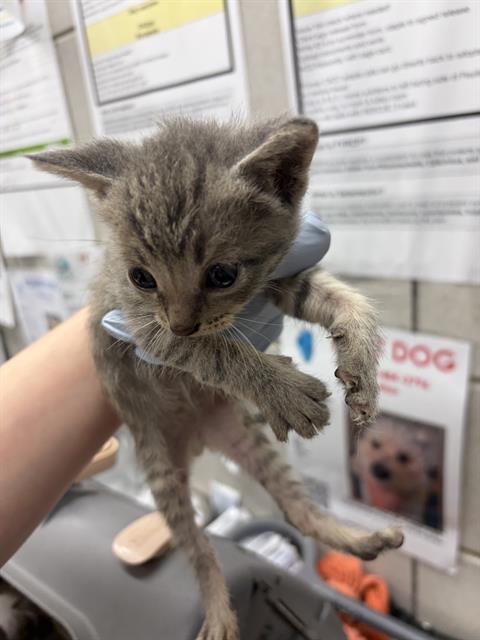 Adoptable Cat