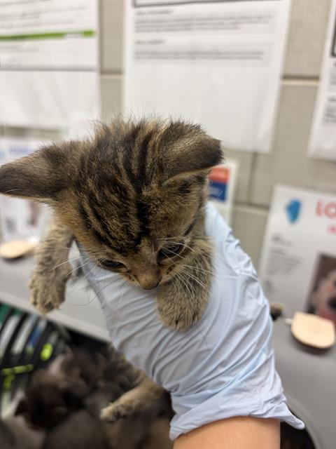 Adoptable Cat