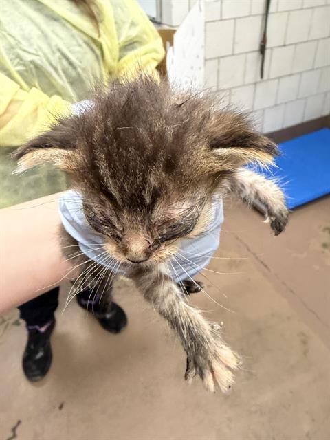Adoptable Cat