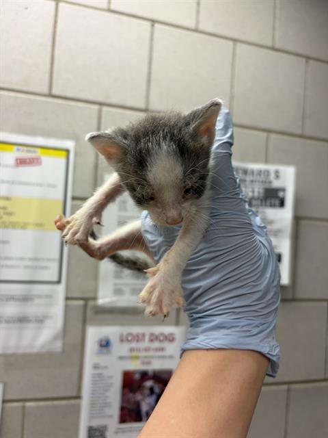 Adoptable Cat