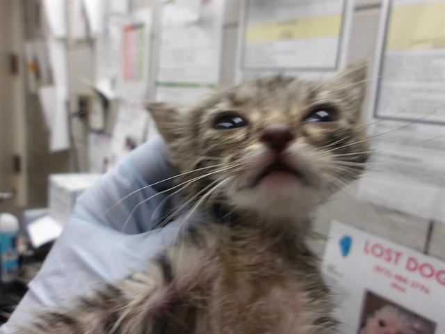 Adoptable Cat