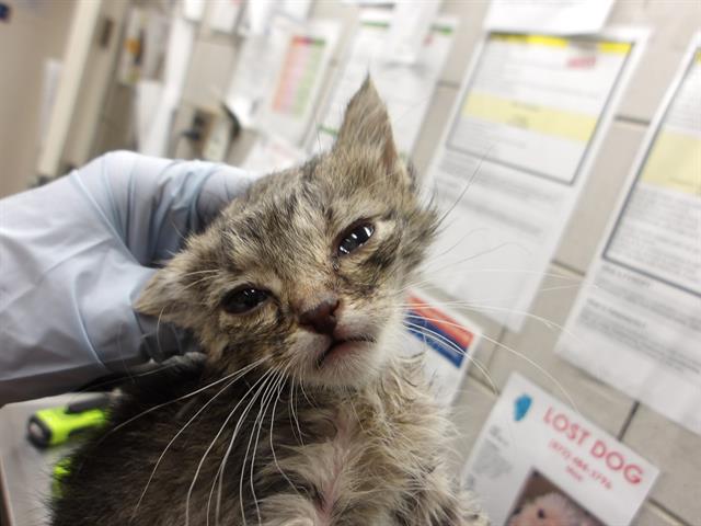 Adoptable Cat