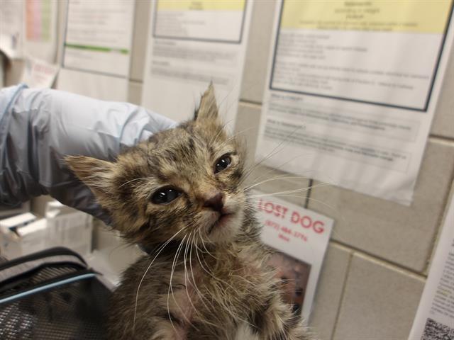 Adoptable Cat