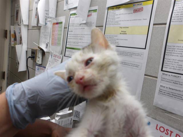 Adoptable Cat