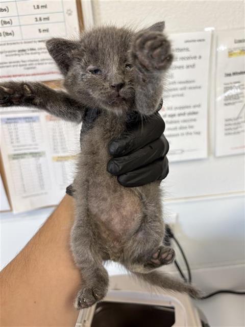 Adoptable Cat