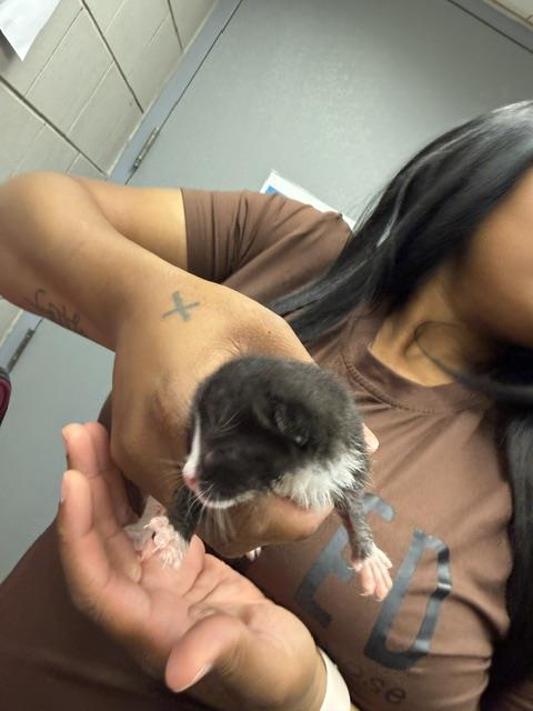 Adoptable Cat