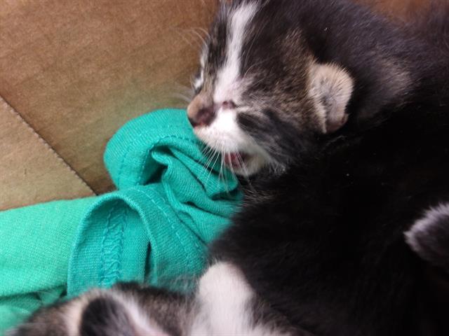 Adoptable Cat