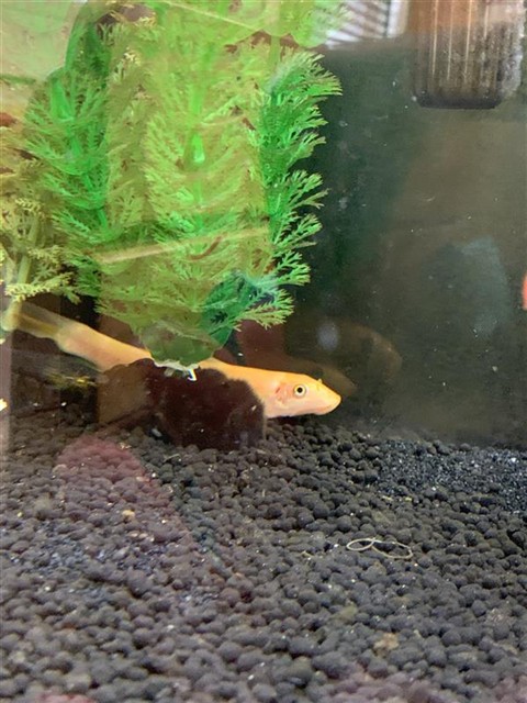 Fishy