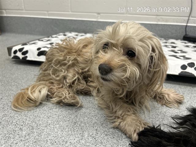 Adoptable Dog