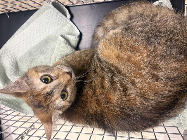 Adoptable Cat
