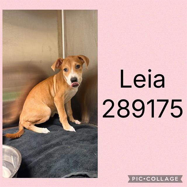 Leia