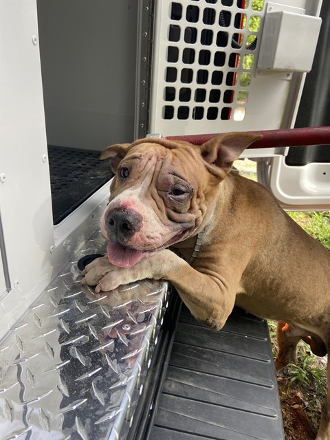 Khan