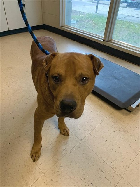 Adoptable Dog