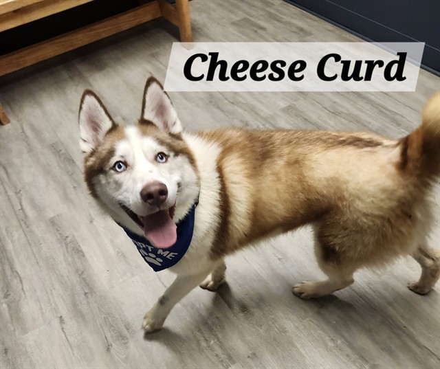 Cheese Curd