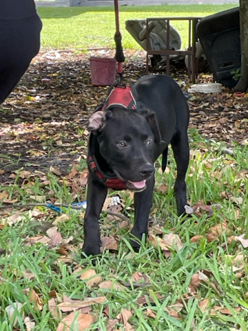 Onyx