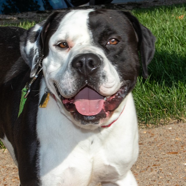 Max