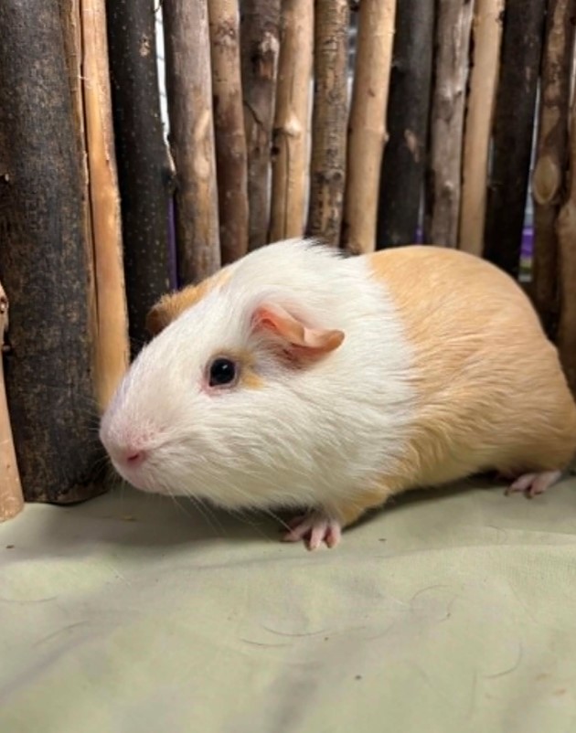 Cotton