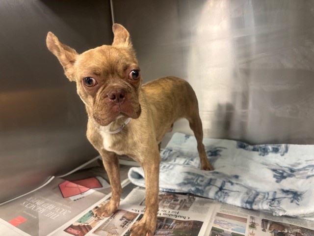Adoptable Dog