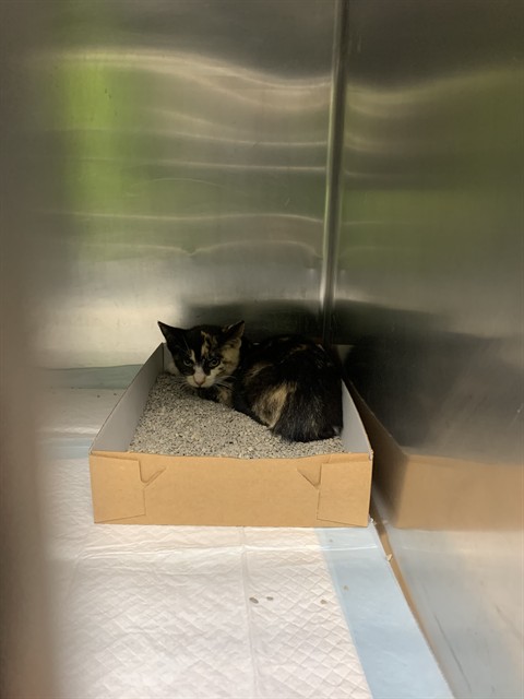 Adoptable Cat