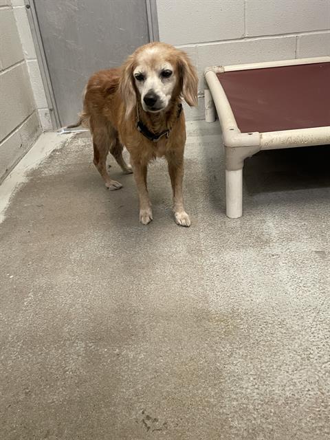 Adoptable Dog
