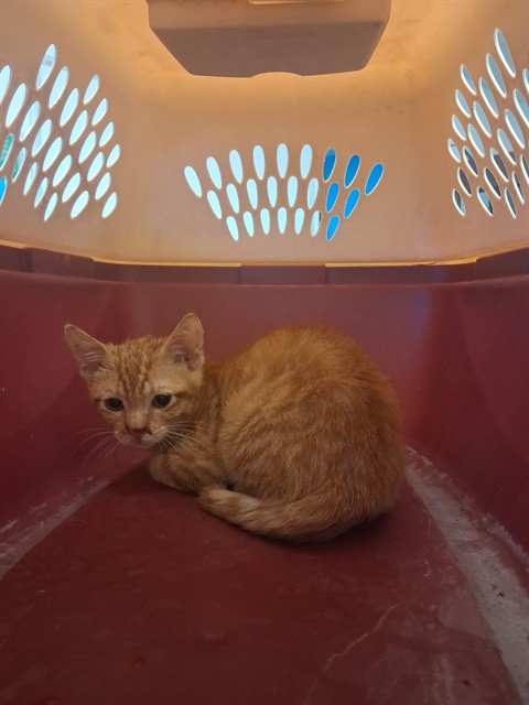 Adoptable Cat