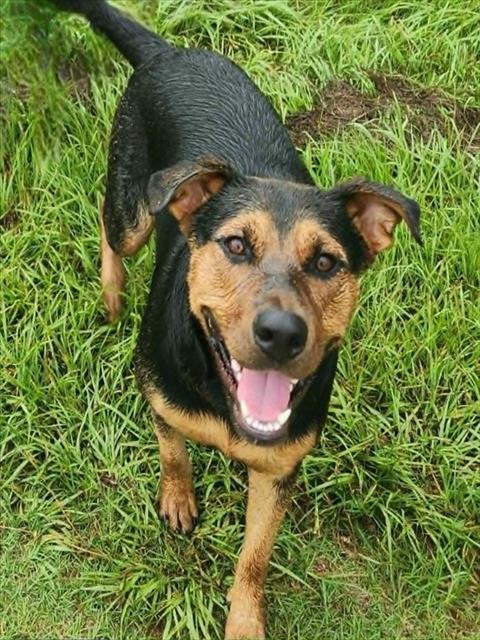 Adoptable Dog