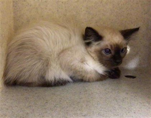 Peanut