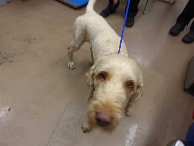 Adoptable Dog
