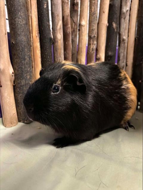 Jet